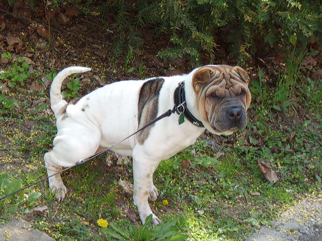 STA50001.JPG